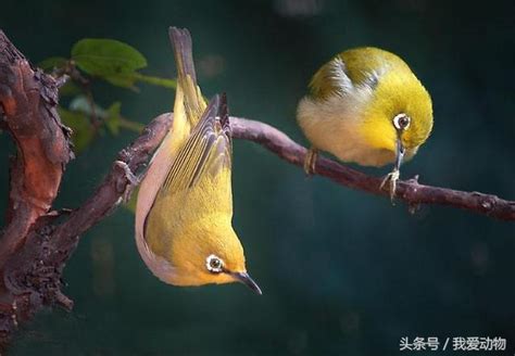 可以養的鳥|十大最受歡迎的寵物鳥，漂亮粘人又好養